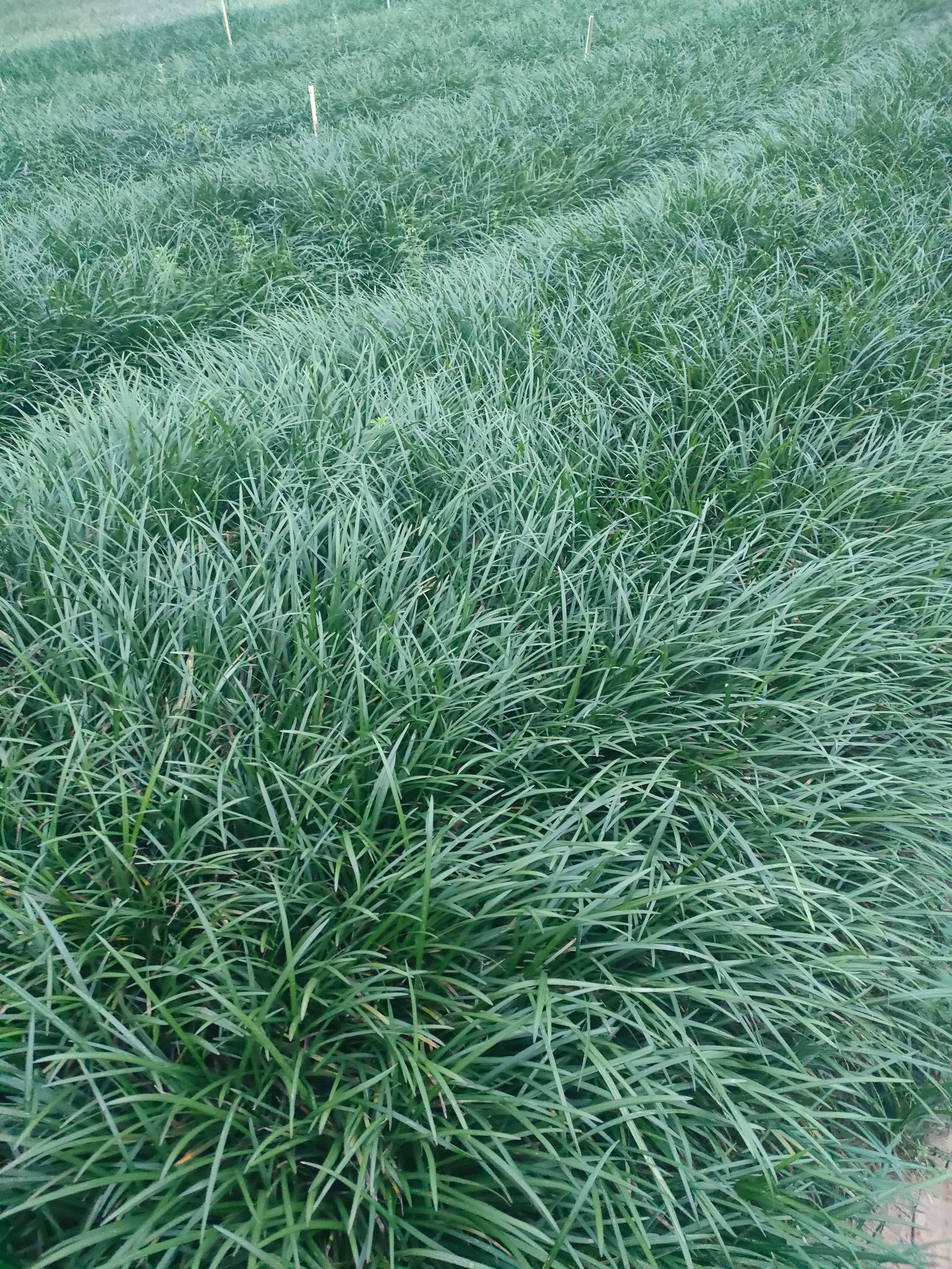 麦冬沿阶草